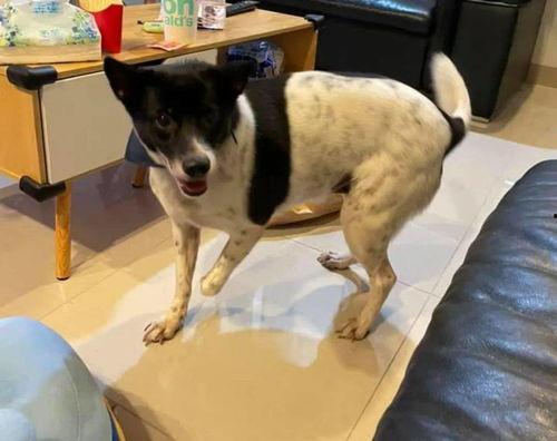 娱乐吃瓜酱小狗安慰